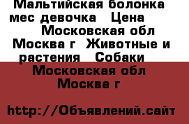 Мальтийская болонка 3мес девочка › Цена ­ 12 000 - Московская обл., Москва г. Животные и растения » Собаки   . Московская обл.,Москва г.